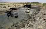 Des buffles dans les marais de Hawizeh, dans le sud de l'Irak, le 27 juillet 2022 