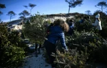 Des enfants transportent des sapins de Noël recyclés pour combler une brèche dans une dune sur une plage de la Teste-de-Buch, le 15 janvier 2025 en Gironde