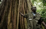 Le guide Deus-Dedit Niyiburana au pied d'un arbre du parc national de Kibira, le 13 mars 2022 au Burundi