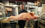 Le boucher Bastien Nicolas pose avec un porc dans sa boutique "Terroirs d'avenir" à Paris, le 28 octobre 2015