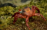 Un crabe rouge sur l'île Isabela, en février 2019