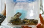 Crapauds-buffles à l'Institut de recherche sur les espèces endémiques, dans le comté de Nantou à Taïwan, le 24 novembre 2021