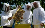 L'apiculteur Gezim Skermo (g) tient un cadre couvert d'abeilles dans sa ferme apicole, le 13 mai 2020 Ă Plasa, en Albanie