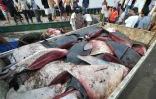 Des pêcheurs réunis autour d'une raie manta coupée en morceaux à Taizhou dans l'est de la Chine le 3 août 2012