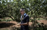 Le producteur italien de citrons Rosario Cognata dans ses vergers à Campobello di Mazara, dans le sud-ouest de la Sicile, le 8 août 2024