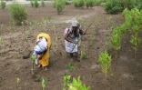 Des femmes de l'organisation de conservation et de développement de la rivière Sabaki (SARICODA) plantent des mangroves à Malindi, au Kenya le 10 février 2022