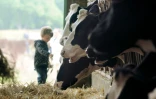 Les enfants élevés dans une ferme, où ils sont en contact avec des bactéries, ont un moindre risque d'asthme