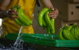 Une employée nettoie des bananes dans un site de production à Puerto Inca, en Equateur, le 31 mars 2022