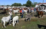Vue de la foire de Beaucroissant, en Isère, dont c'est la 800ème édition, le 13 septembre 2019