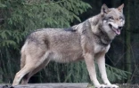 Un loup à Eekholt en Allemagne, dans un parc animalier le 16 janvier 2019