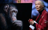 La primatologue britannique Jane Goodall lors d'une conférence à Munich, le 21 juin 2019 en Allemagne
