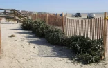 Des sapins de Noël recyclés à Surfside Beach, le 16 janvier 2021 au Texas