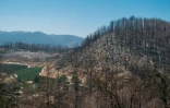 Une colline de la Napa Valley ravagée par le feu de 2020 baptisé "Glass fire"