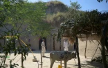 Dans le village de Hasan Abdal, les trois quarts des 4.000 habitants ont des logements troglodytiques, le 6 octobre 2018 au Pakistan