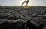 Un champ desséché sur les rives de la Loire, le 17 juillet 2022 à Ancenis, en Loire-Atlantique