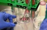 Des nutriments injectés à des neurones cultivés en laboratoire dans les locaux de l'entreprise australienne Cortical Labs à Melbourne, le 5 mai 2026