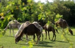Des chameaux dans un champ de "La Camelerie", une ferme de chameaux à Feignies, le 16 juin 2025 dans le Nord