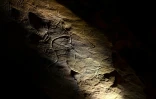 Des gravures dans la roche datant d'environ 30 000 ans lors d'une visite exclusive accordée par la DRAC de Nouvelle-Aquitaine, à l'intérieur de la grotte de Cussac, le 20 février 2025 au Buisson-de-Cadouin, en Dordogne