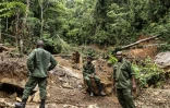 Des gardes forestiers de l'Autorité nationale des aires protégées (NPAA) sur un site de déforestation et de mine d'or illégale dans la réserve forestière de Kambui, près de Kenema, le 14 juin 2024 en Sierra Leone