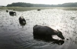 Des buffles d'eau broutent des plantes aquatiques dans le marais tourbeux aisonnièrement sec de Bangsal, dans le sud de Sumatra, le 11 juin 2025 en Indonésie