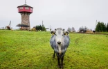 Une vache bleue dans son pré à Kalvene, en Lettonie, le 13 novembre 2021