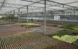 Une serre de la pépinière Sandiacre, le 4 mai 2020