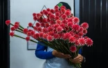 Un employé prépare des fleurs d'Inirida pour leur exportation, le 7 août 202 à Inirida, dans le département de Guainia, en Colombie