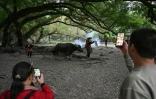 Des touristes prennent en photo Chen Weizuo (c) et son buffle à Xiapu, dans la province du Fujian, le 11 décembre 2024 dans l'est de la Chine