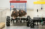 Deux rats à bord d'un véhicule miniature, à l'université américaine de Richmond, le 2 août 2022