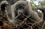 Un babouin dans une cage du zoo Joya Grande, le 7 mai 2024 Ă Santa Cruz de Yojoa, au Honduras