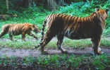 Image tirée d'une vidéo de caméra de surveillance, prise le 31 août 2023, et publiée le 15 juin 2025 par le Département des parcs nationaux, de la faune et de la conservation des plantes (DNP) de Thaïlande et le WWF Thaïlande, montrant un tigre et son petit dans le parc national de Khlong Lan, dans la province de Khampaeng Phet, en Thaïlande