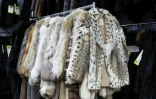 Des manteaux de fourrure proposés à la vente dans le magasin Madison Avenue Furs à New York, le 10 mars 2026