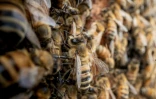 Des abeilles à Baker, en Virginie-Occidentale, le 9 mai 2026