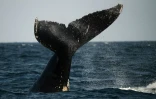 La queue d'une baleine à bosse du Pacifique sud, prise à la surface de l'Océan Pacifique aux côtes de Cabo Blanco au nord du Pérou, le 1er octobre 2015
