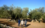Des hommes regardent le plus ancien olivier d'Espagne à Uldecona le 6 décembre 2016 
