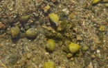 De jeunes corbicules, ou palourdes asiatiques, dans le lit de la Loire le 27 juillet 2022 à Vouvray, en Indre-et-Loire
