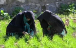 L'agricultrice Habiba (g) et sa soeur Bibi Jan travaillent dans une champ de blé, au village d'Eshtiwi, au Nouristan, le 8 juin 2026 en Afghanistan