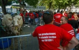 Des éleveurs et des membres de la Fédération nationale bovine manifestent près de l'ambassade du Brésil à Paris, le 9 juillet 2025