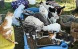 Des chats, repris à des trafiquants, dans un refuge pour animaux à Taicang, dans la province du Jiangsu, le 1er novembre 2023 dans l'est de la Chine