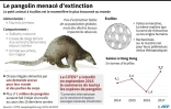 Les pangolins en danger d'extinction