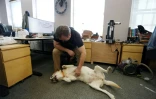 Dave McMullen et sa chienne labrador Daisy dans les locaux de l'entreprise Tungsten Collaborative, le 5 mai 2022 à Ottawa, au Canada