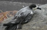 Pétrel de la Réunion (Photo : Stéphanie Dalleau)