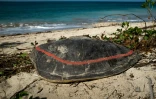 La carapace vide d'une tortue marine victime de braconniers gît sur une plage de Mayotte (France), le 8 juin 2018