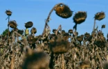 Des tournesols flétris par la sécheresse dans un champ près de Lyon le 24 août 2022