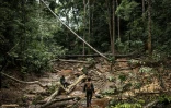 Un garde forestier de l'Autorité nationale des aires protégées (NPAA) sur un site de déforestation et de mine d'or illégale dans la réserve forestière de Kambui, près de Kenema, le 14 juin 2024 en Sierra Leone