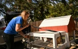 Victoria Lee décharge des poules et leur poulailler portable de son camion pour les livrer dans le cadre du service "Rent The Chicken" à La Crescenta, le 21 avril 2025 en Californie