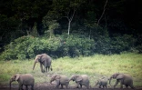 Des éléphants dans le parc national d'Ivindo, au Gabon, le 26 avril 2019