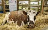 Une vache dans son enclos au salon de l'Agriculture le 24 février 2018 à Paris