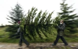 Les sapins de Noël dans une plantation à Weyersheim, dans l'est de la France, le 17 novembre 2020