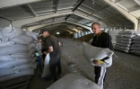 Des ouvriers agricoles stockent des sacs de graines de tournesol dans le hangar d'une ferme à Mykolaïv, dans le sud de l'Ukraine, le 11 juin 2022